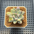 Pachyphytum 'Cute Finger' Variegated 1" Succulent Plant