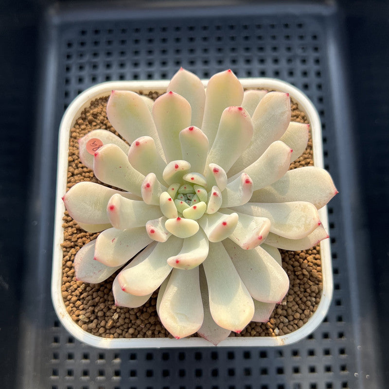 Echeveria 'Viyant' Variegated 2"-3" Succulent Plant Cutting