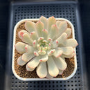 Echeveria 'Viyant' Variegated 2"-3" Succulent Plant Cutting
