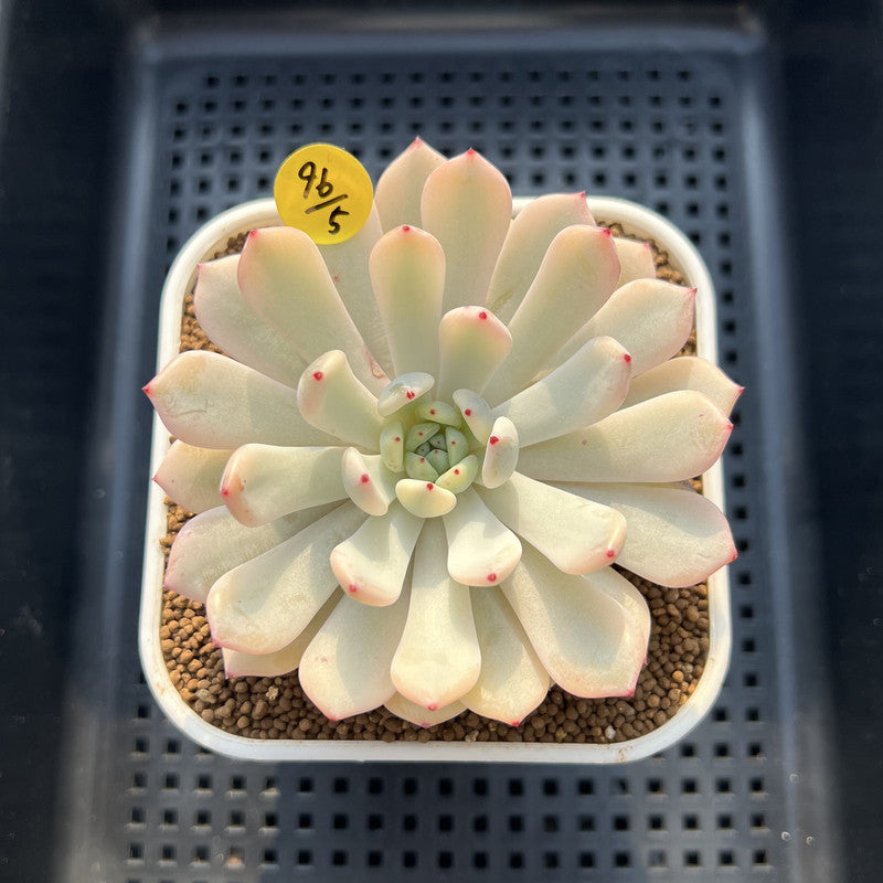 Echeveria 'Viyant' Variegated 2"-3" Succulent Plant Cutting