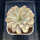 Echeveria 'Viyant' Variegated 2"-3" Succulent Plant Cutting