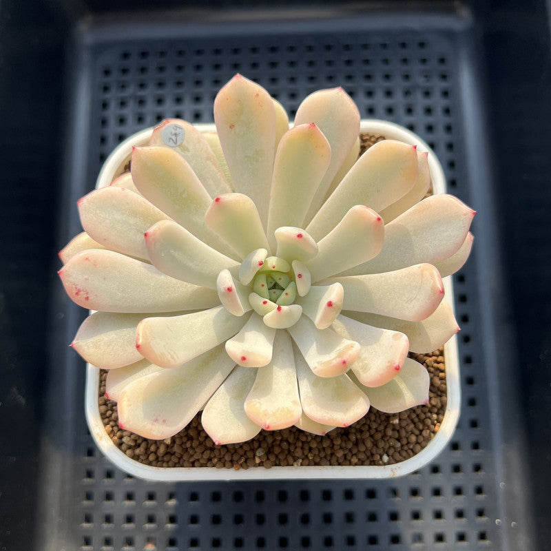 Echeveria 'Viyant' Variegated 2"-3" Succulent Plant Cutting