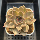 Echeveria 'Love & Soul' 3"-4" Succulent Plant Cutting