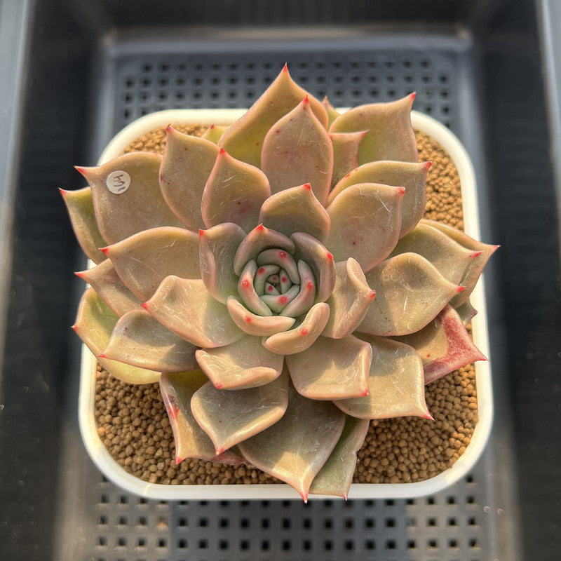 Echeveria 'Love & Soul' 3"-4" Succulent Plant Cutting