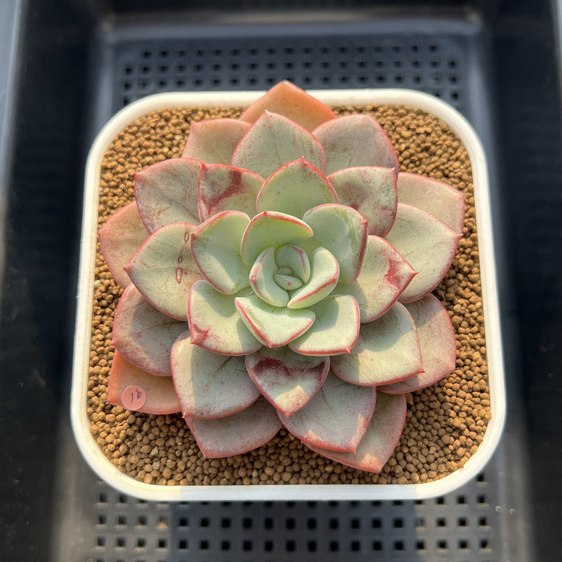 Echeveria 'Blue Velvet' 4" Succulent Plant Cutting