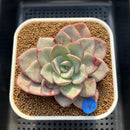 Echeveria 'Blue Velvet' 4" Succulent Plant Cutting
