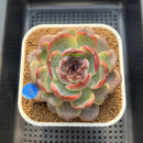 Echeveria 'Dark Opal' 3"-4" Succulent Plant Cutting