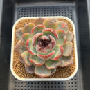Echeveria 'Dark Opal' 3"-4" Succulent Plant Cutting