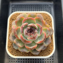 Echeveria 'Dark Opal' 3"-4" Succulent Plant Cutting