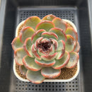 Echeveria 'Dark Opal' 3"-4" Succulent Plant Cutting