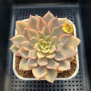 Echeveria 'Pink Erica' Variegated 3" Succulent Plant Cutting
