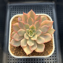 Echeveria 'Pink Erica' Variegated 3" Succulent Plant Cutting