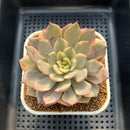 Echeveria 'Pink Erica' Variegated 3" Succulent Plant Cutting
