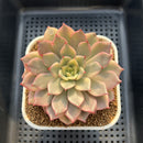 Echeveria 'Pink Erica' Variegated 3" Succulent Plant Cutting