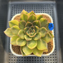 Echeveria Agavodies 'Ramses' Variegated 4" Succulent Plant Cutting
