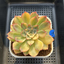 Echeveria 'Orion' Variegated 3" Succulent Plant Cutting