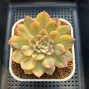 Echeveria 'Orion' Variegated 3" Succulent Plant Cutting