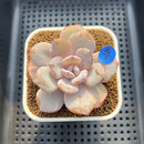 Echeveria 'Cream Tea' 2"-3" Succulent Plant Cutting