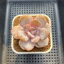 Echeveria 'Cream Tea' 2"-3" Succulent Plant Cutting