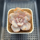 Echeveria 'Cream Tea' 2"-3" Succulent Plant Cutting