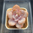 Echeveria 'Cream Tea' 2"-3" Succulent Plant Cutting
