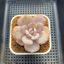 Echeveria 'Cream Tea' 2"-3" Succulent Plant Cutting