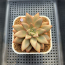 Echeveria 'Angel Star' 2"-3" Succulent Plant Cutting