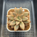 Echeveria 'Angel Star' 2"-3" Succulent Plant Cutting