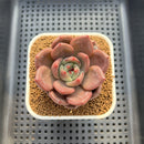 Echeveria 'Midnight Sun' 2"-3" Succulent Plant Cutting