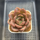 Echeveria 'Midnight Sun' 2"-3" Succulent Plant Cutting