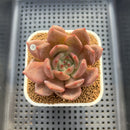 Echeveria 'Midnight Sun' 2"-3" Succulent Plant Cutting