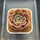 Echeveria 'Midnight Sun' 2"-3" Succulent Plant Cutting