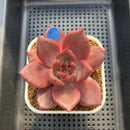 Echeveria Agavoides 'McRising' 3" Succulent Plant Cutting