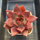 Echeveria Agavoides 'McRising' 3" Succulent Plant Cutting
