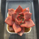 Echeveria Agavoides 'McRising' 3" Succulent Plant Cutting