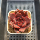 Echeveria Agavoides 'McRising' 3" Succulent Plant Cutting