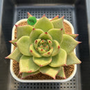 Echeveria Agavoides 'Ecliptic' 4" Succulent Plant Cutting
