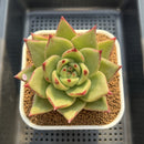 Echeveria Agavoides 'Ecliptic' 4" Succulent Plant Cutting
