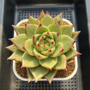 Echeveria Agavoides 'Ecliptic' 4" Succulent Plant Cutting