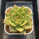 Echeveria Agavoides 'Ecliptic' 4" Succulent Plant Cutting
