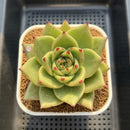 Echeveria Agavoides 'Ecliptic' 4" Succulent Plant Cutting