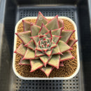 Echeveria Agavoides 'Black Hurricane' 3"-4" Succulent Plant Cutting