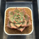 Echeveria Agavodies 'Fidelio' 4" Succulent Plant Cutting