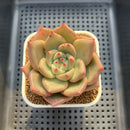 Echeveria Agavodies 'Fidelio' 4" Succulent Plant Cutting