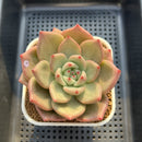 Echeveria Agavodies 'Fidelio' 4" Succulent Plant Cutting