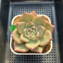Echeveria Agavodies 'Fidelio' 4" Succulent Plant Cutting