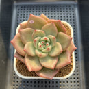Echeveria Agavodies 'Fidelio' 4" Succulent Plant Cutting