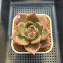 Echeveria Agavoides 'Kevin Kaiser' 2"-3" Succulent Plant Cutting