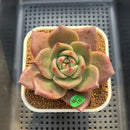 Echeveria Agavoides 'Kevin Kaiser' 2"-3" Succulent Plant Cutting