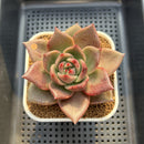 Echeveria Agavoides 'Kevin Kaiser' 2"-3" Succulent Plant Cutting